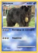terre-neuve