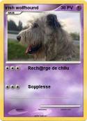 irish wolfhound