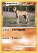 Blackmouth Cur
