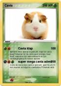 Cavia