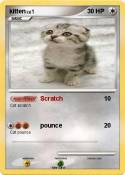 kitten