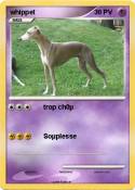 whippet