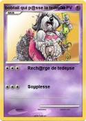 bobtail qui
