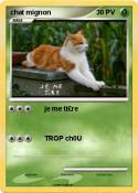 chat mignon