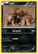 dingo