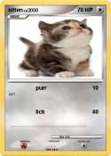 kitten