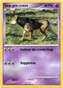 loup gris crois