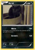 My cat