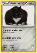 2 obese cat