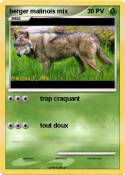 berger malinois