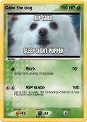 Gabe the dog