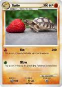 Turtle