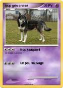 loup gris