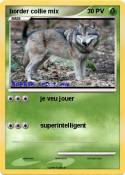 border collie