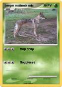 berger malinois