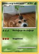 welsh corgi