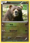Bear