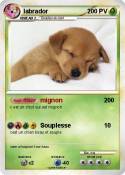 labrador