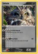 tortoile