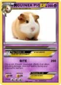 GUINEA PIG