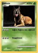 malinois