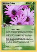 African Daisy