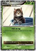 kitten