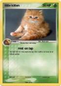little kitten