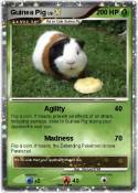 Guinea Pig