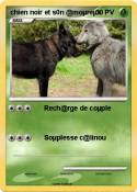 chien noir et