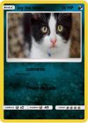 joy the kitten