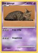 chat @llongé