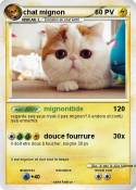 chat mignon