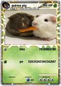 guinea pig