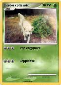 border collie