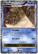 Tulip (cat)