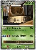 Guinea pig
