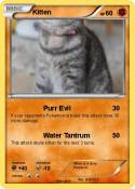 Kitten