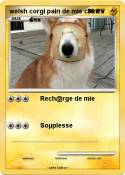 welsh corgi
