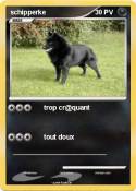 schipperke
