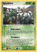 Gray Willow