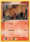 Chat niveau 1