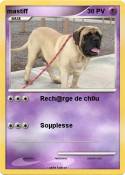 mastiff