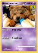chow-chow chiot