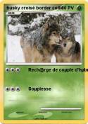 husky croisé