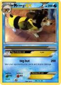 corgi