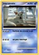 loup-labrador