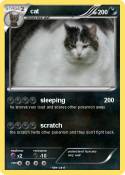 cat