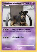 rottweiler-chihuahua