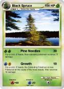 Black Spruce